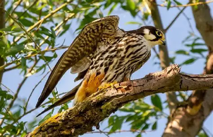 The Saker Falcon